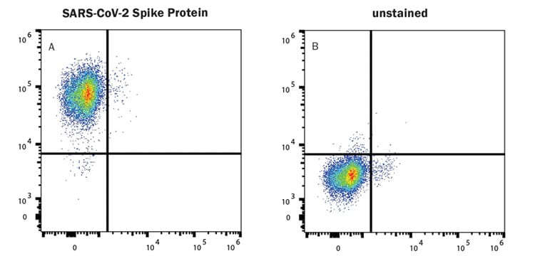 Alexa Fluor Spike Proteins detecta la expresión de ACE-2 en células HEK293