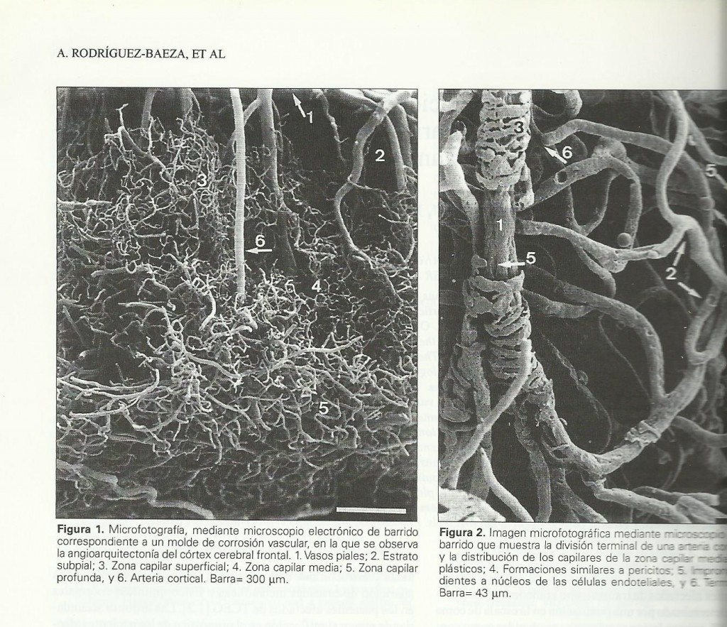 capilares-en-el-trsuma-r-baeza-001