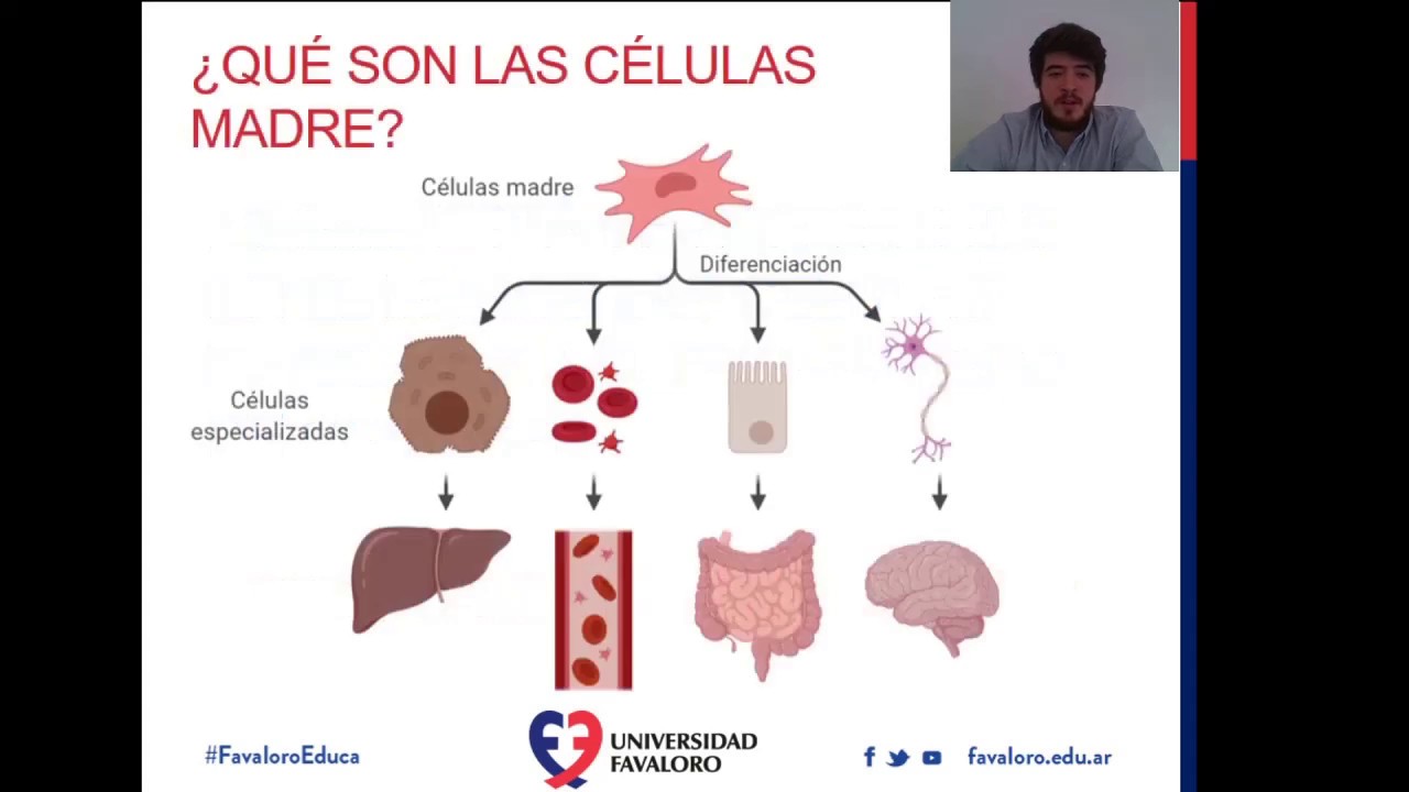 Cómo funcionan las terapias con células madre en la recuperación de  pacientes COVID-19? - YouTube