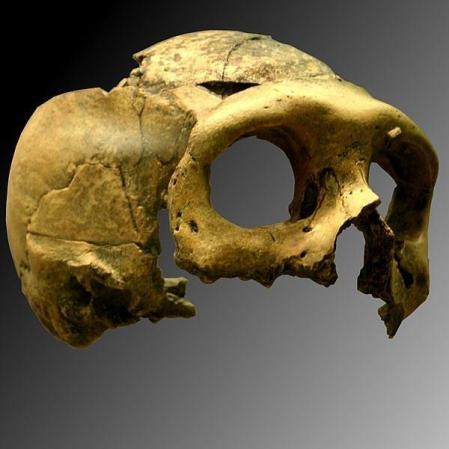 Cráneo neandertal

RYAN SOMMA
08/11/2019