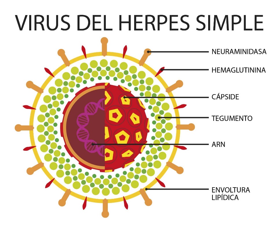 Crean la vacuna contra el herpes más prometedora hasta la fecha