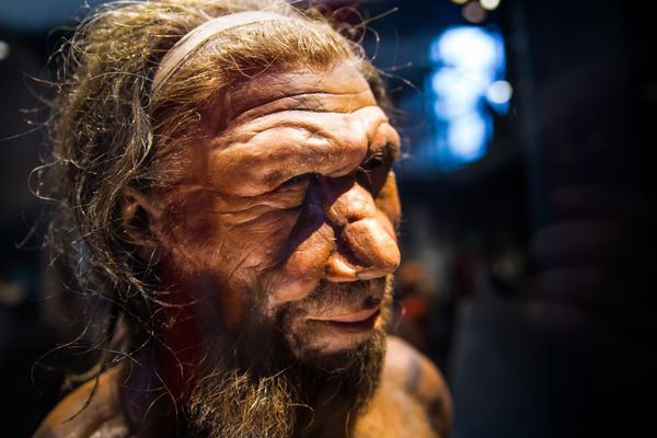 Crean minicerebros de Neandertales