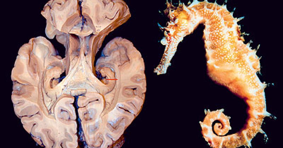 El hipocampo, un enigma por resolver | Cuadernos MyC | Investigación y  Ciencia