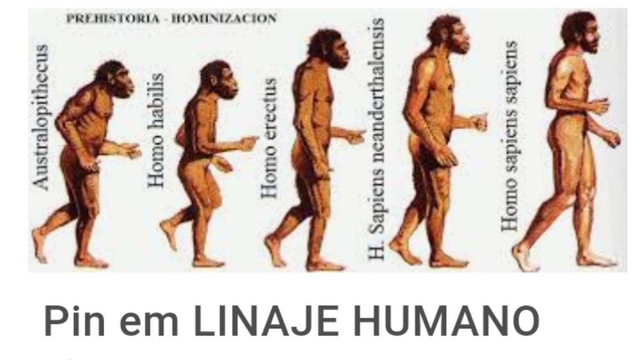 El primer Homo erectus se habrá dado cuenta que era más listo que sus ascendientes inmediatos? - Quora