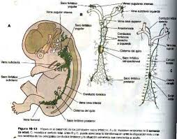 embriologia-sistema-vegetativo-2