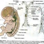 embriologia-sistema-vegetativo-21