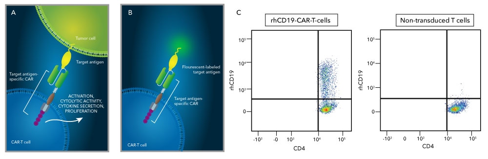 Gráfico que muestra que un receptor de antígeno quimérico (CAR) en las células CAR-T puede unirse a su antígeno objetivo expresado en una célula tumoral o a una proteína marcada con fluorescencia purificada, lo que permite evaluar el porcentaje de células T que expresan CAR