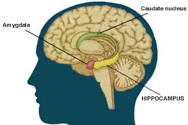 Hipocampo, memoria y ejercicio físico - NeuroPsiqueS