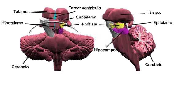 hipotalamo1
