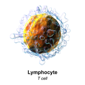 inmunoterapia CAR linfocito T