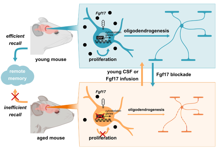 La proteína Fgf17 es un posible factor de rejuvenecimiento para el cerebro que envejece.