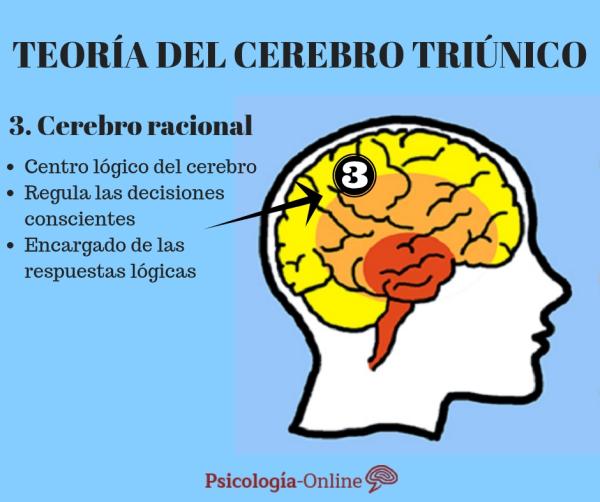 La teoría del cerebro triuno de MacLean - El cerebro racional o neocórtex