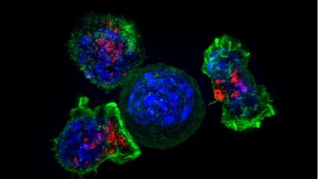 Myc, el gen que ayuda a las células del cáncer a evadirse del sistema inmune