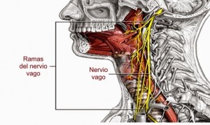 nervio_vago-1