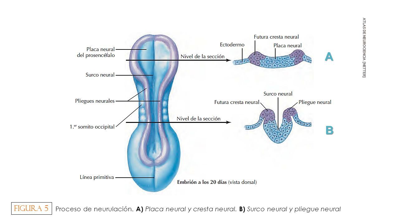 Neuroanatomía DESARROLLO DEL SISTEMA NERVIOSO (Morfogénesis /  Organogénesis) - ppt descargar