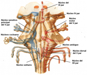nucleos-del-vago-en-el-tronco-del-encefalo