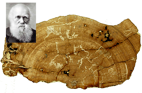 Post: En baúl olvidado hallan fósiles de la colección de Charles Darwin