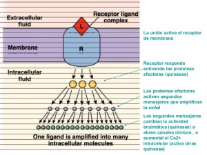 receptores-de-membranas-celulares-21-638