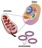 Resultado de imagen de qué es la mitocondria