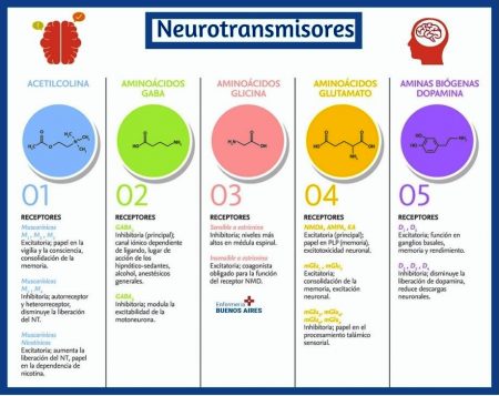Resumen clarísimo de los neurotransmisores - Funciones y características