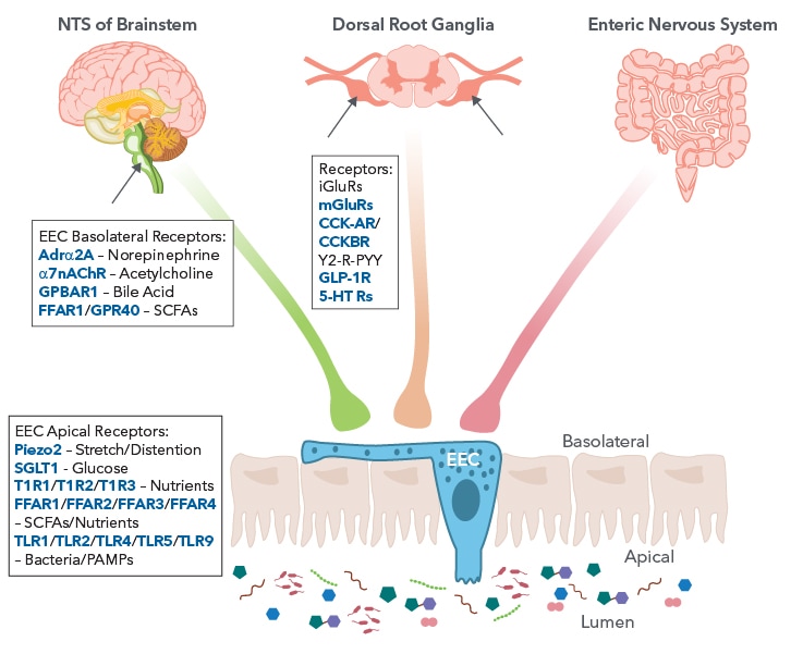 Schematic highlighting the various receptors of enteroendocrine cells and the central nervous system that facilitate gut-to-brain signaling.