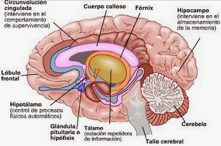 sistema-limbico-2