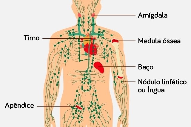 Sistema linfático: qué es, función y sus partes - Tua Saúde
