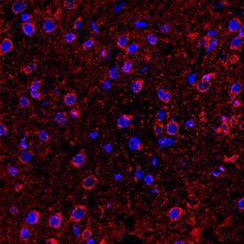 Tinción inmunohistoquímica de perfusión, secciones fijas de tejido de médula de rata congelada con anticuerpo monoclonal anti-HT-6 de conejo, teñido con anticuerpo secundario anti-conejo en rojo y contramanteñido con DAPI en azul.
