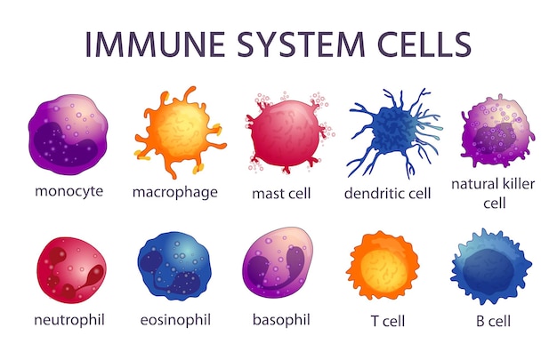 Tipos de células del sistema inmunológico. macrófagos de dibujos animados,  dendríticos, monocitos, mastocitos, células by t. inmunidad adaptativa e  innata, conjunto de vectores de linfocitos. ilustración de microbiología  inmunológica, defensa de ...
