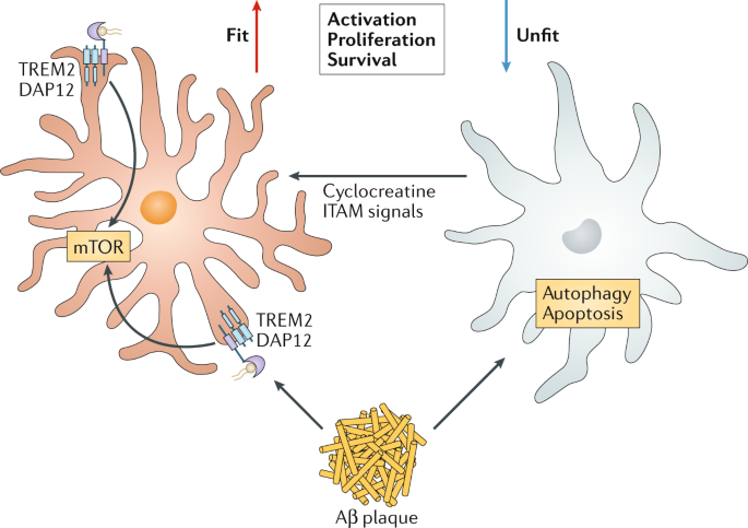 TREM2 — a key player in microglial biology and Alzheimer disease | Nature  Reviews Neurology