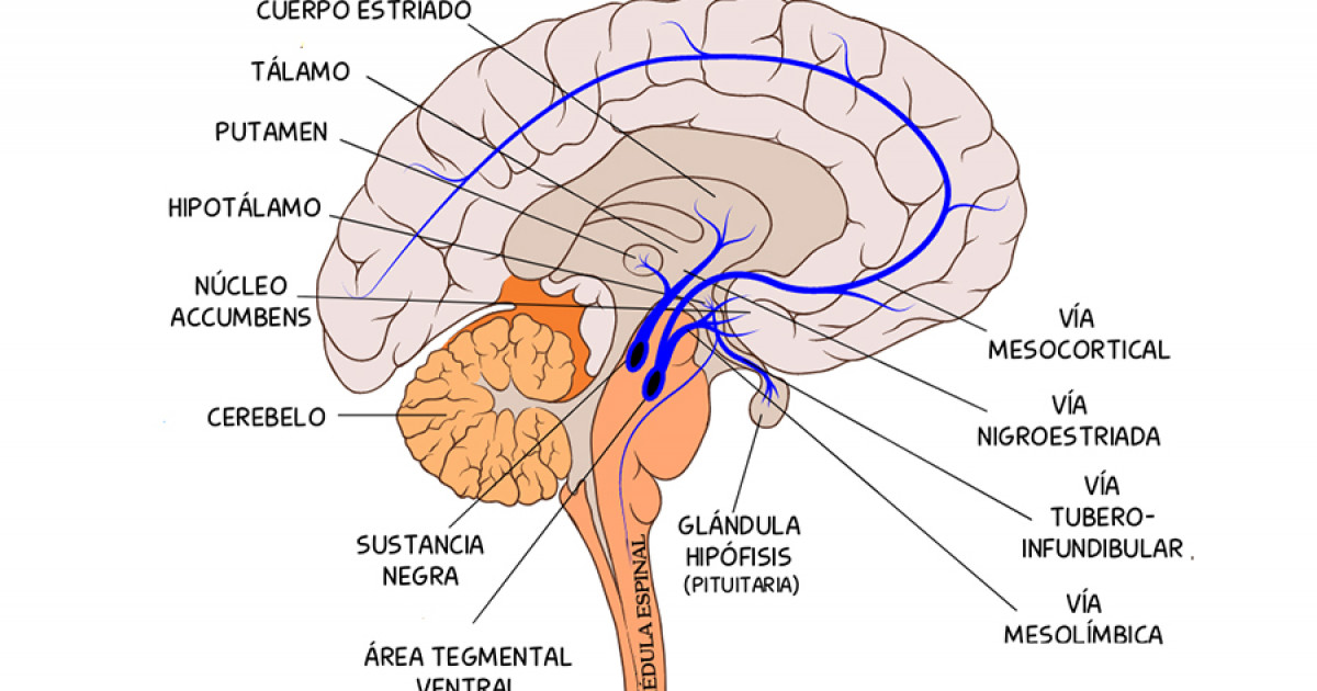 Vía tuberoinfundibular: qué es y cómo funciona esta ruta del cerebro