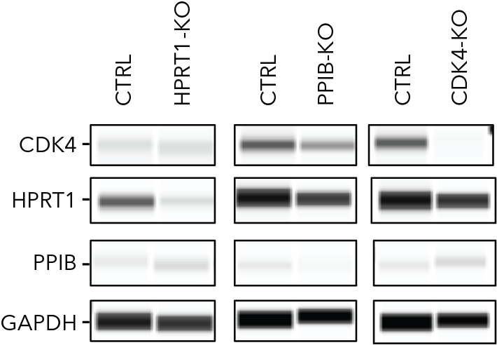 Wes confirma la inactivación de 3 genes esenciales (HPRT1, PPIB y CDK4) en macrófagos derivados de iPSC realizados mediante CRISPR/Cas9 y transducción lentiviral