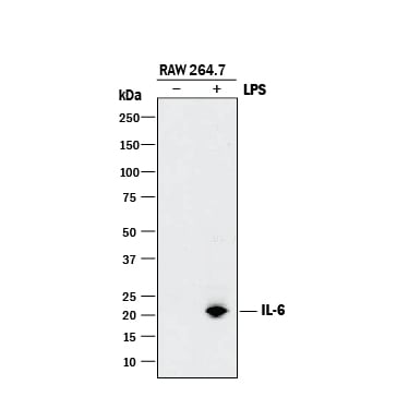 Western blot de lisados de la línea celular monocito/macrófago de ratón tanto no tratados como tratados con LPS, sondeados con anticuerpo anti-IL-6 policlonal de cabra, seguido de anticuerpo secundario conjugado con HRP anti-cabra que muestra banda en el carril tratado.