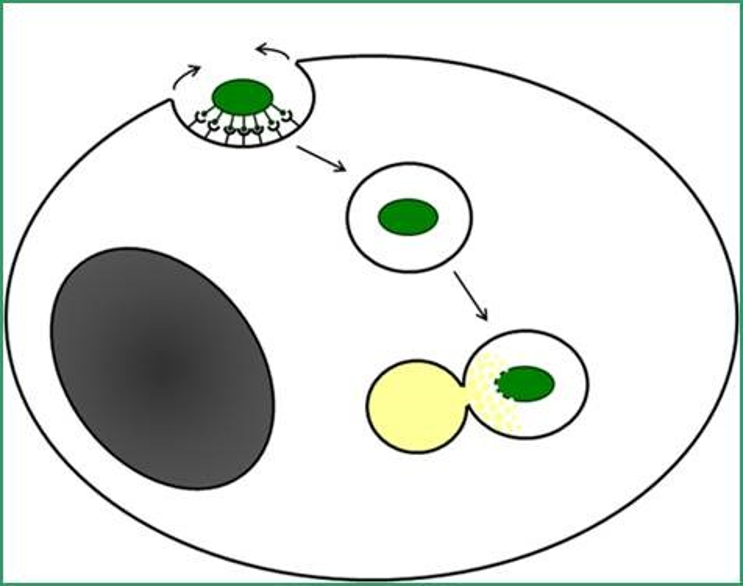 Фаголизосома иммунология. Фагосома рисунок. Фагосома и пищеварительная вакуоль. Фагосомы в клетки картинки. Фаголизосома