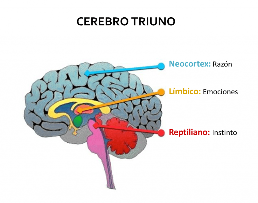 El Cerebro Triuno 7316