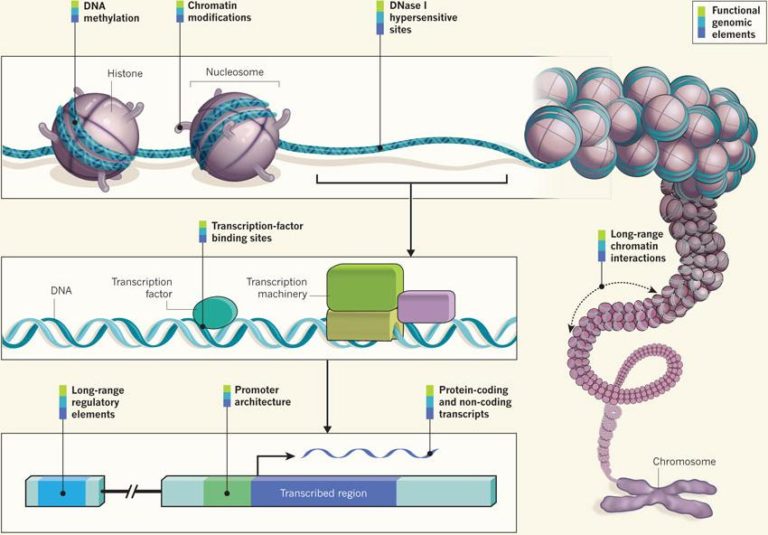 EL ADN BASURA – Enriquerubio.net