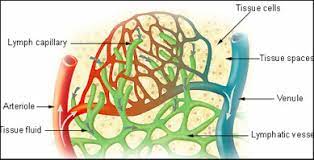 Rompiendo dogmas. El descubrimiento del sistema linfático del cerebro. -  Ciencias MédicasEnseñanza Médica Personalizada